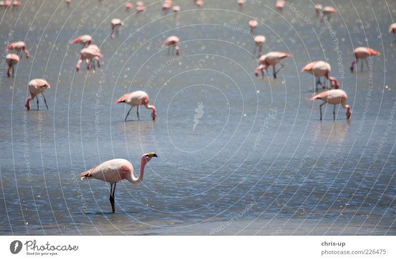 Flamingos Ferne Safari Umwelt Natur Landschaft Tier Wasser Küste Seeufer Lagune Wildtier Vogel Flügel Tiergruppe Fressen blau rosa Südamerika Bolivien Peru