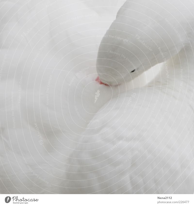 Weiß & Weich Tier Nutztier Wildtier Vogel Schwan Tiergesicht Flügel 1 elegant niedlich Sauberkeit weich weiß Reinigen Feder Auge Daunen Gans Außenaufnahme