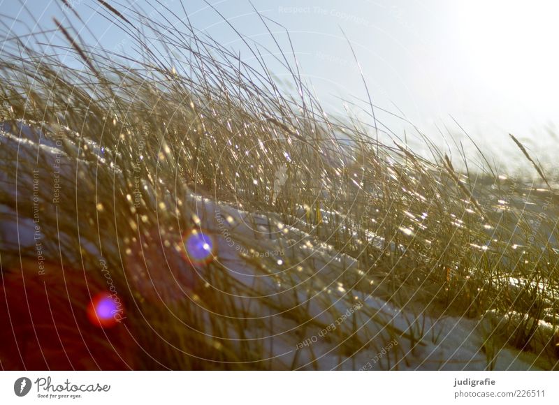 Weststrand Umwelt Natur Sonnenlicht Pflanze Gras Wildpflanze Küste Strand Ostsee Stranddüne Dünengras Darß leuchten natürlich Stimmung Farbfoto Außenaufnahme