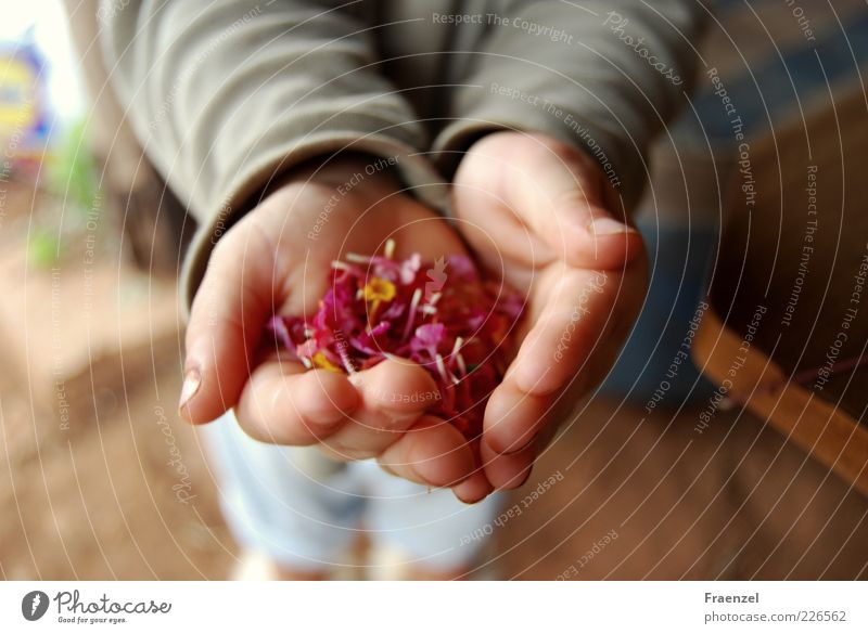 Nimm! Mensch Kleinkind Kindheit Hand 1 1-3 Jahre Pflanze Außenaufnahme Morgen Unschärfe Vogelperspektive zeigen haltend Blütenblatt Sammlung