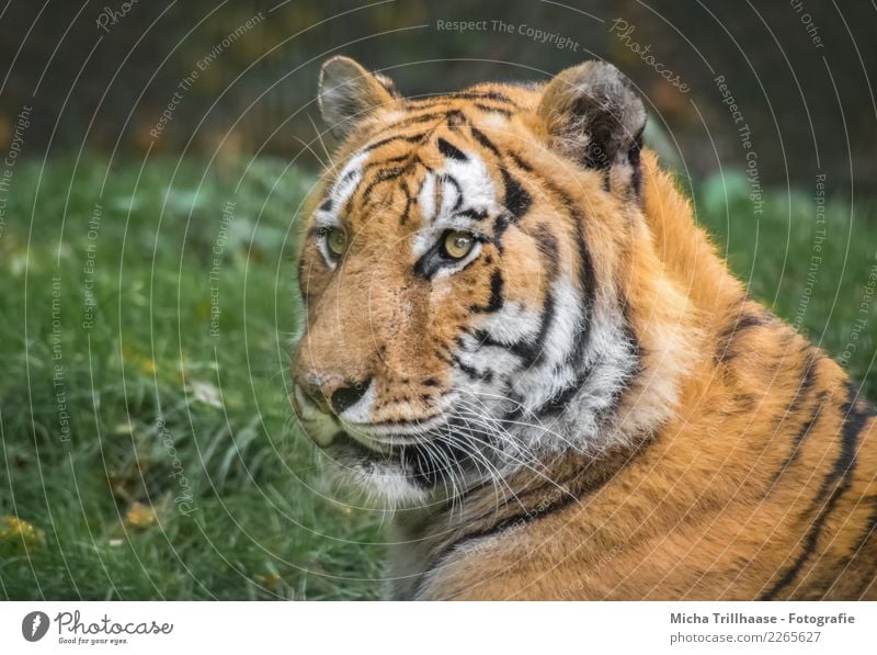 Sibirischer Tiger Umwelt Natur Tier Sonne Sonnenlicht Pflanze Gras Wiese Wald Wildtier Tiergesicht Fell Amurtiger Auge Gesicht 1 beobachten glänzend leuchten
