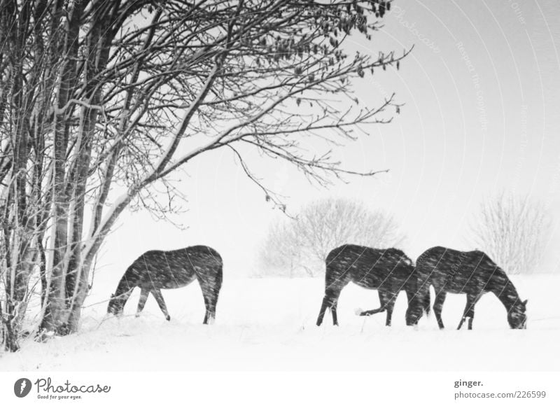 Winterpferde im Schneegestöber Umwelt Natur Landschaft Pflanze Tier schlechtes Wetter Haustier Nutztier Pferd genießen unerschütterlich Schneefall Weide
