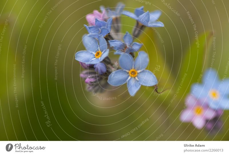 Blaue Blüten des Vergissmeinnicht (Myosotis) harmonisch Wohlgefühl Zufriedenheit Erholung ruhig Meditation Valentinstag Muttertag Trauerfeier Beerdigung Natur