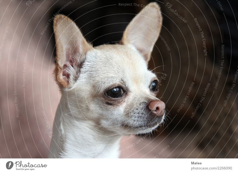 Chihuahua Hund Tier Haustier Säugetier schön süß Liebling Tierporträt Welpe klein Terrier Nase Chihuahua Desert Rassehund weiß Blick Reinrassig Kopf