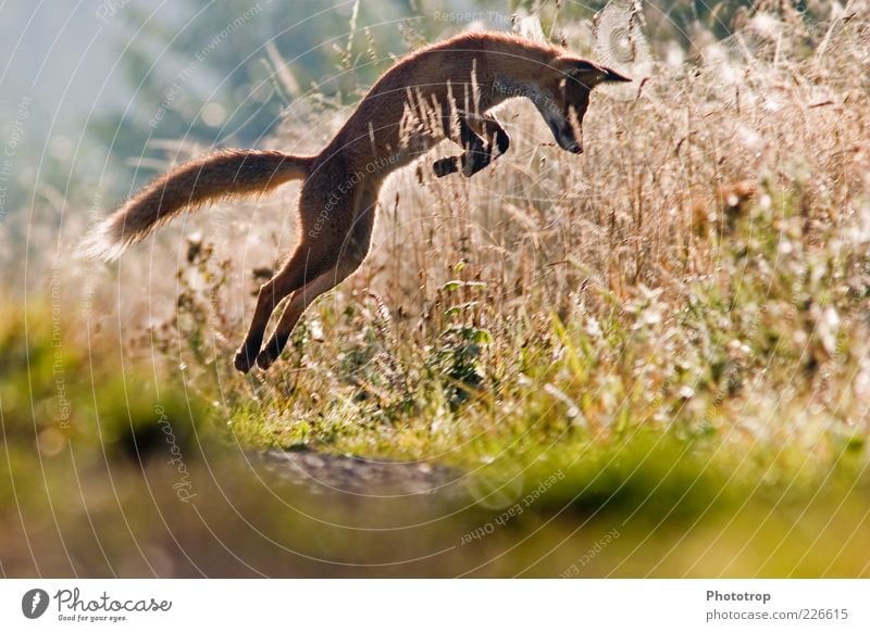 Springen am Morgen Wildtier Fell 1 Tier springen Fuchs Pirsch Rotfuchs Bogen Ohr Gehörsinn fangen Beutejagd erobern Farbfoto mehrfarbig Außenaufnahme