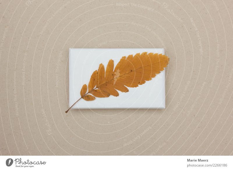 Herbstliches Geschenk mit Blatt dekoriert Dekoration & Verzierung berühren einfach einzigartig natürlich braun ruhig ästhetisch Natur Herbstlaub schenken