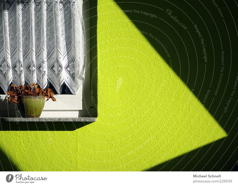 Welk Pflanze trocken grün Vergänglichkeit welk vertrocknet Menschenleer Topfpflanze Wand Autofenster Gardine Textfreiraum rechts Tapete Innenaufnahme Tag Licht