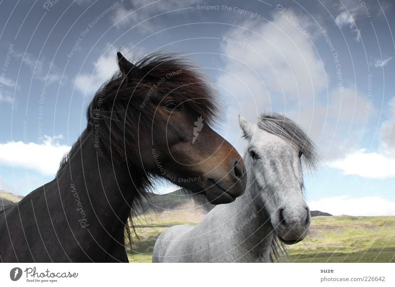 Schwarz-Braun und Weiß-Grau Umwelt Natur Tier Himmel Wolken Schönes Wetter Nutztier Pferd Tiergesicht 2 Tierpaar Freundlichkeit natürlich Neugier niedlich