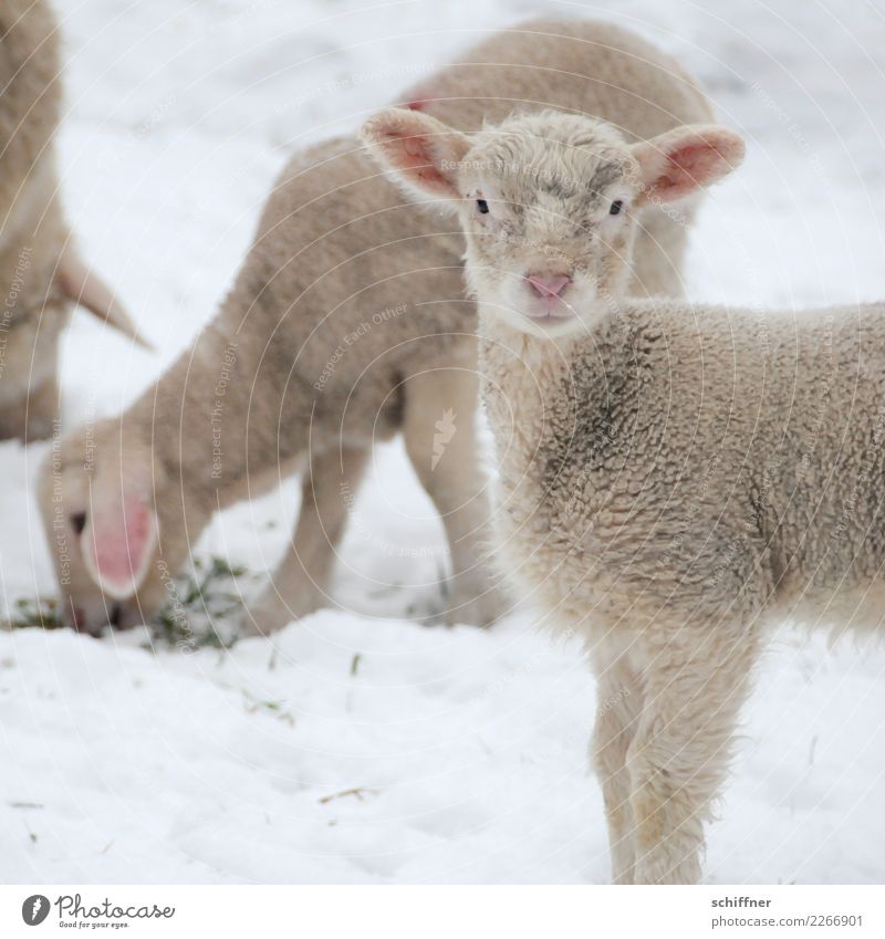 ...und ein gutes neues Jahr Tier Nutztier 3 Tiergruppe Herde Tierjunges kuschlig Klischee weiß Schaf Lammfleisch Schafherde Schaffell Wachsamkeit Fressen