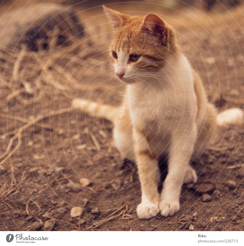 Verwegenes Kätzchen. Erde Sand Haustier Wildtier Katze 1 Tier beobachten hocken sitzen dünn frei schön niedlich braun rot Wachsamkeit ruhig Natur Umwelt Stein