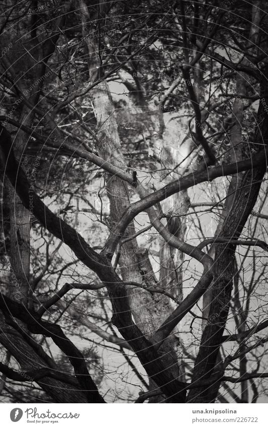 treehugger Umwelt Natur Baum Wald Wachstum viele wild durcheinander Ast Baumkrone dunkel Düsterwald Schwarzweißfoto Außenaufnahme Detailaufnahme abstrakt Muster