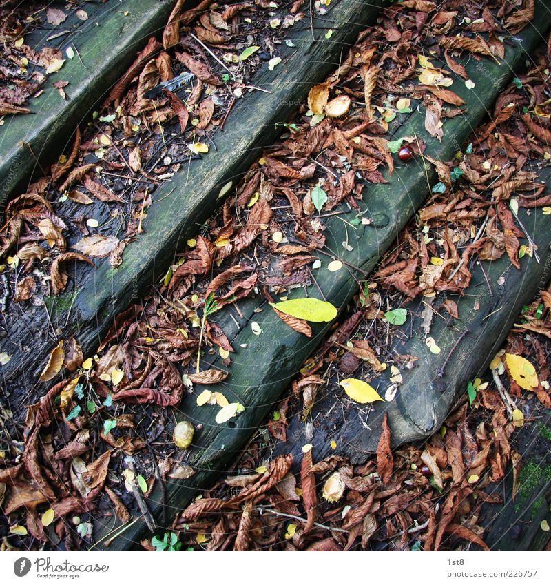 Leaves & Stripes Umwelt Natur Pflanze Blatt alt entdecken braun mehrfarbig gelb Treppe Holz Herbst Herbstlaub faulig Farbfoto Detailaufnahme Menschenleer Balken