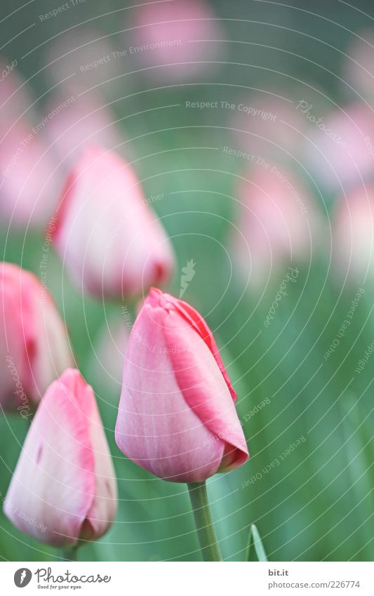 Tulipa [LUsertreffen 04|10] Natur Pflanze Frühling Sommer Blume Tulpe Garten Park Wiese schön rosa Tulpenblüte Blütenknospen geschlossen Knollengewächse Blühend