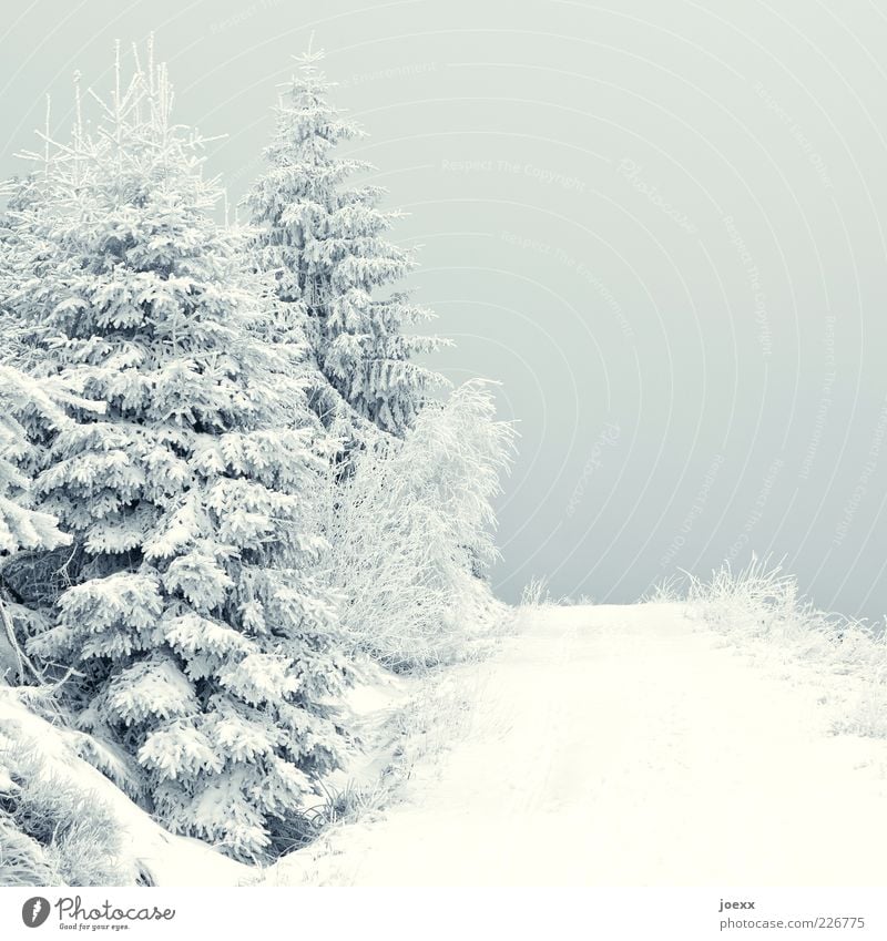 Kalt Natur Landschaft Wetter Eis Frost Schnee Wege & Pfade grau weiß ruhig kalt Tanne Farbfoto Gedeckte Farben Außenaufnahme Menschenleer Tag