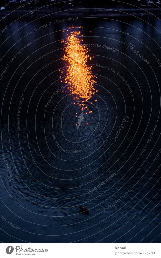 Wasserfeuer Umwelt Natur Tier Urelemente Winter Flussufer Isar Wildtier Ente 1 leuchten dunkel blau gelb Kreis Wasseroberfläche Wellen Beleuchtung Licht orange