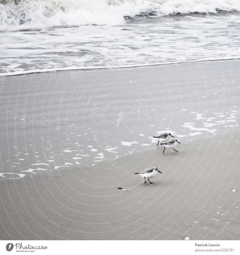 Alpenstrandläufer Umwelt Natur Tier Urelemente Wasser Wetter Wellen Küste Strand Nordsee Meer Insel Wildtier Vogel 3 laufen elegant schön klein niedlich Spitze