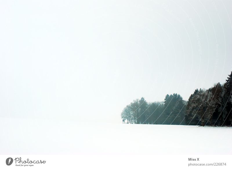 Weiß und Wald Landschaft Himmel Wolken Winter schlechtes Wetter Nebel Schnee Baum hell weiß Schwarzweißfoto Außenaufnahme Menschenleer Textfreiraum links