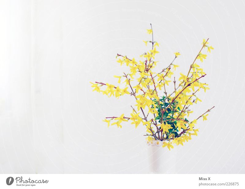 Forsythie Frühling Sträucher Blatt Blüte Blühend Duft hell gelb weiß Blumenvase Blumenstrauß Forsythienblüte Ast Frühblüher Farbfoto Innenaufnahme Menschenleer