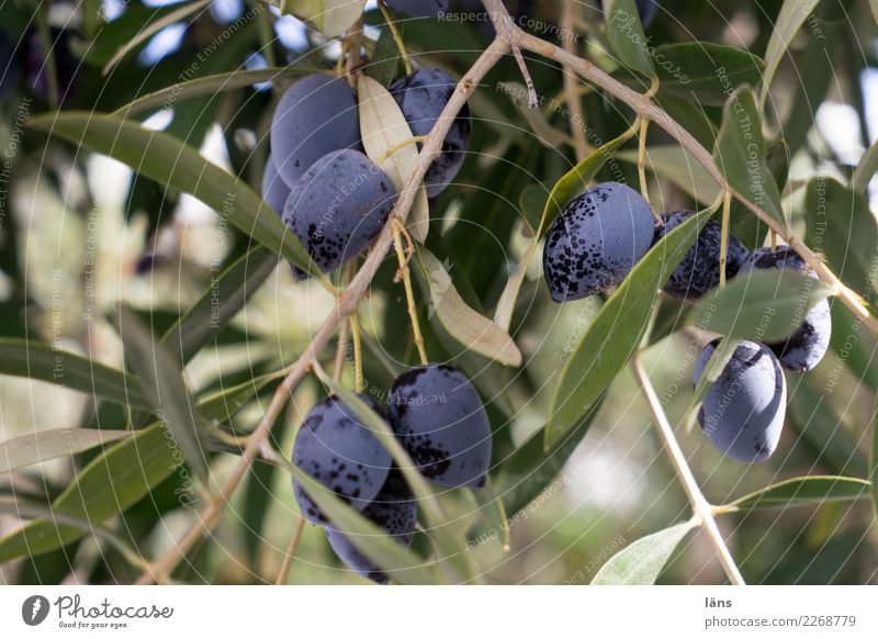 Oliven Lebensmittel Olivenbaum Olivenblatt Ernährung Herbst Schönes Wetter Pflanze Baum frisch grün violett genießen Qualität Wachstum reif Farbfoto