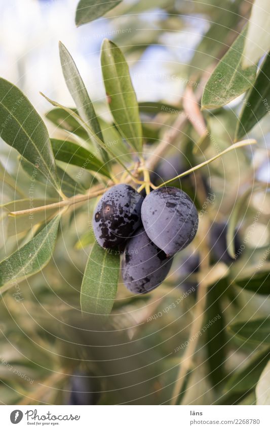 wachsen und gedeihen | vollreif Olivenbaum Wachstum einfach Qualität Wandel & Veränderung Reifezeit Außenaufnahme Schwache Tiefenschärfe