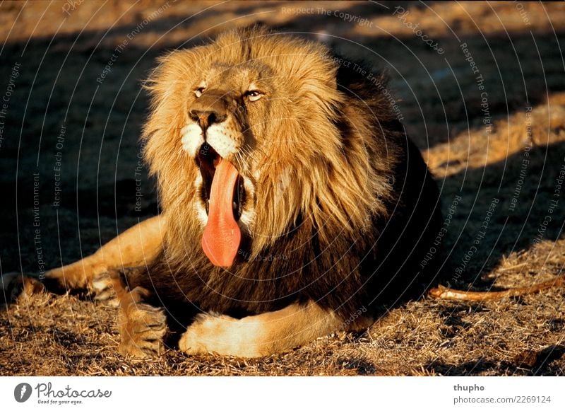 Löwen Männchen Portrait Natur Tier Wildtier Katze 1 liegen sitzen ästhetisch außergewöhnlich fantastisch muskulös wild braun gold rot schwarz Zufriedenheit