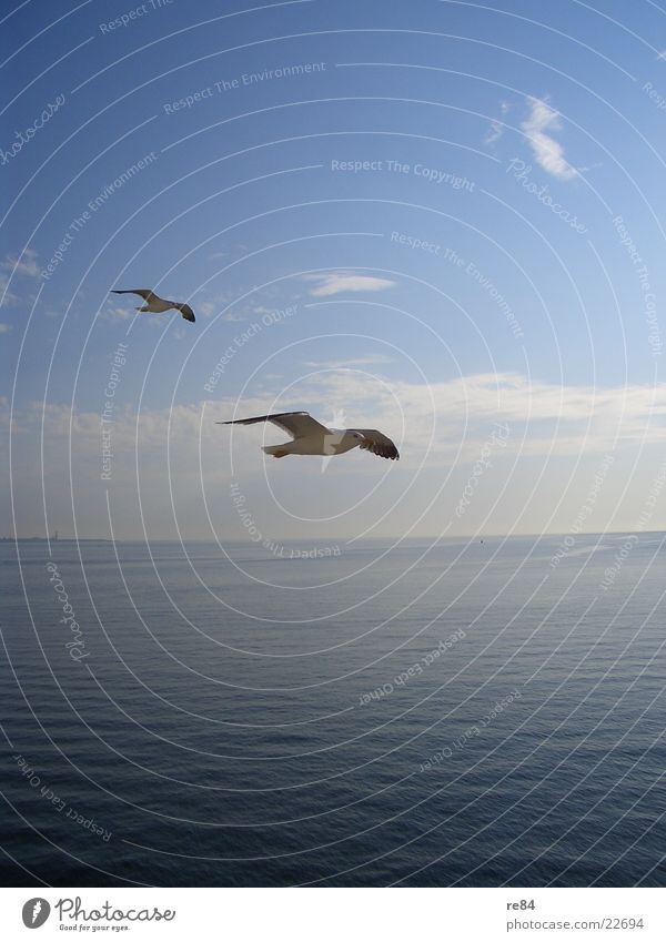 Anflug auf Texel Möwe Meer Niederlande Wolken Tier weiß Luftverkehr Wasser Nordsee Blick Flügel Klarheit fliegen blau Kontrast