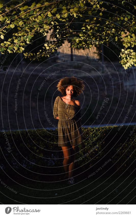 Junge schwarze Frau mit Afro-Frisur bei Sonnenuntergang. Lifestyle Stil Glück schön Haare & Frisuren Gesicht Mensch feminin Junge Frau Jugendliche Erwachsene 1
