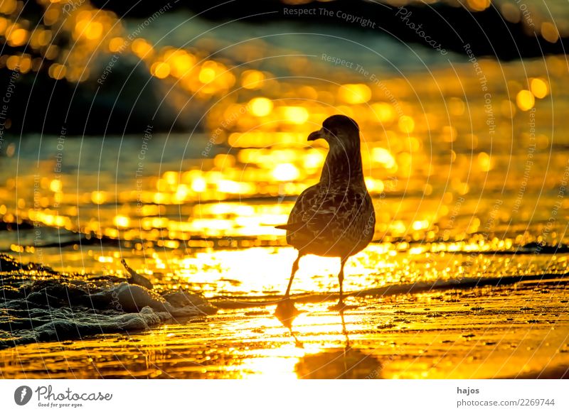 Silbermöwe bei Sonnenaufgang am Strand Natur Tier Wasser Wärme Ostsee Vogel gelb gold schwarz Larus argentatus Pontoppidan jung golden Brandung sonnig hellt