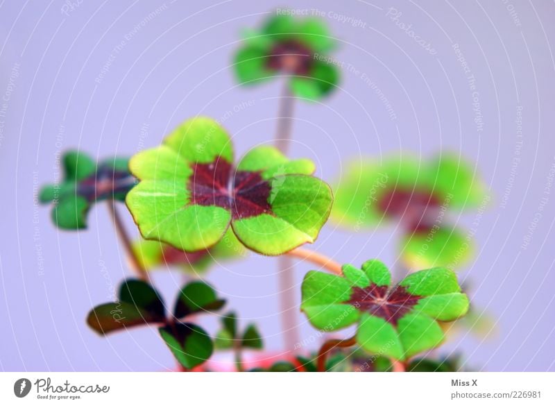 Glücksklee Pflanze Blatt Wachstum außergewöhnlich grün Glücksbringer Kleeblatt vierblättrig Topfpflanze Farbfoto mehrfarbig Nahaufnahme Menschenleer
