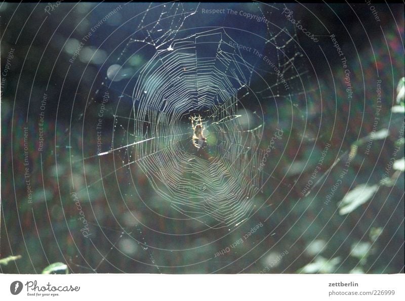 Spinne Umwelt Natur Pflanze hell Spinnennetz Radnetzspinne Kreuzspinne Farbfoto Außenaufnahme Menschenleer Textfreiraum links Textfreiraum rechts