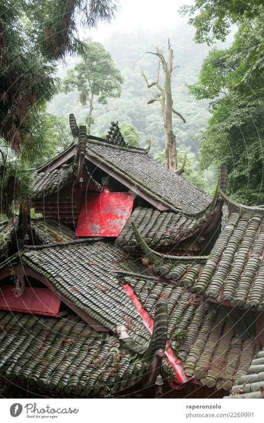 Sichuan ruhig Meditation Ferien & Urlaub & Reisen Tourismus wandern Himmel Wald Dach exotisch Ferne grau grün China Asien Verhext Baum Kuscheln Zusammensein