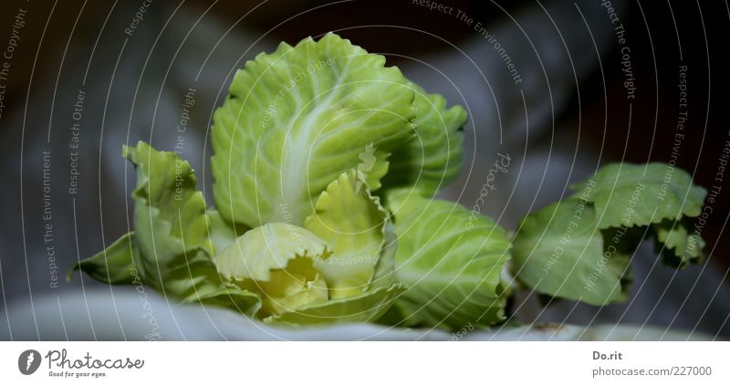 Kohl für 200.000 Lebensmittel Gemüse Ernährung Mittagessen Abendessen Picknick Diät Sinnesorgane Blatt grün hellgrün Blattadern lecker Farbfoto Gedeckte Farben