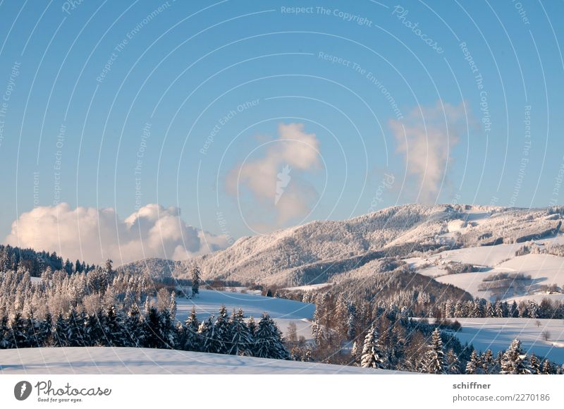 Schwarzwald, gepudert Umwelt Natur Landschaft Pflanze Himmel Wolken Sonnenaufgang Sonnenuntergang Winter Schönes Wetter Eis Frost Schnee Baum Hügel