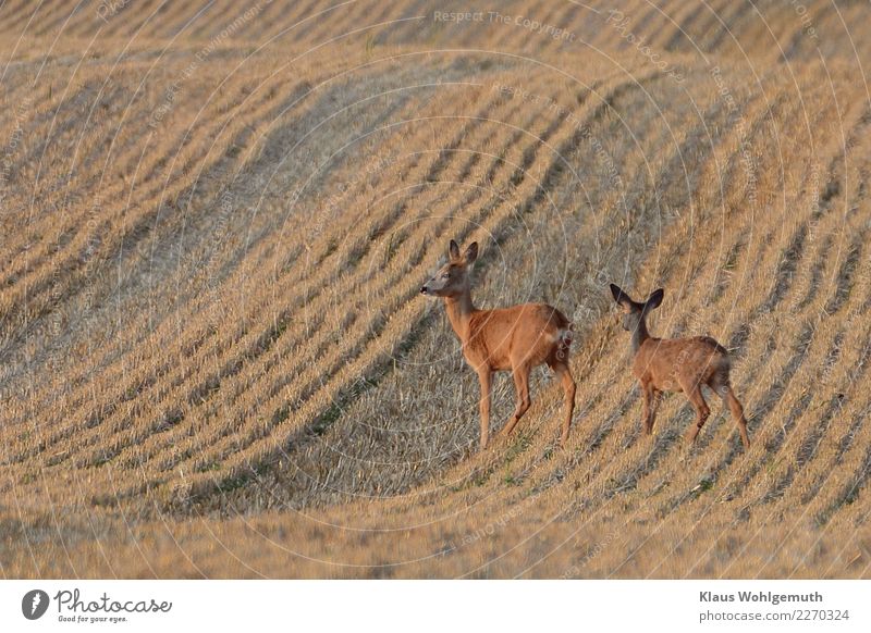 Auf dem Präsentierteller Landschaft Sommer Schönes Wetter Getreide Feld Tier Fell Reh Rehkitz 2 Tierjunges Tierfamilie beobachten stehen warten trist braun grau