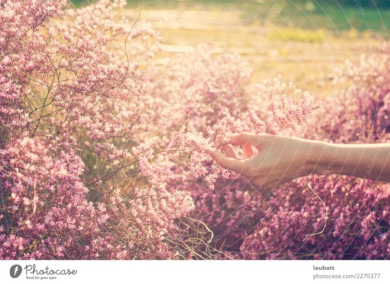 Den Frühling berühren Haut Creme Nagellack Krankenpflege Wellness Wohlgefühl Sinnesorgane Erholung ruhig Frau Erwachsene Hand Umwelt Natur Wetter Schönes Wetter