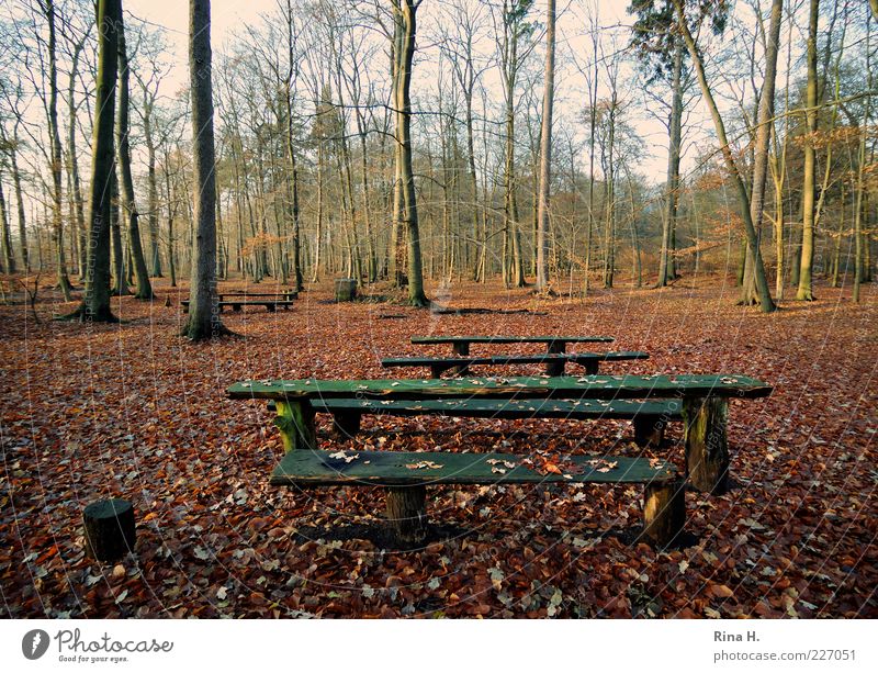 Einladung zum Picknick Umwelt Natur Landschaft Herbst Baum Wald kalt Einsamkeit Holzbank Herbstlaub Blatt Farbfoto Außenaufnahme Menschenleer