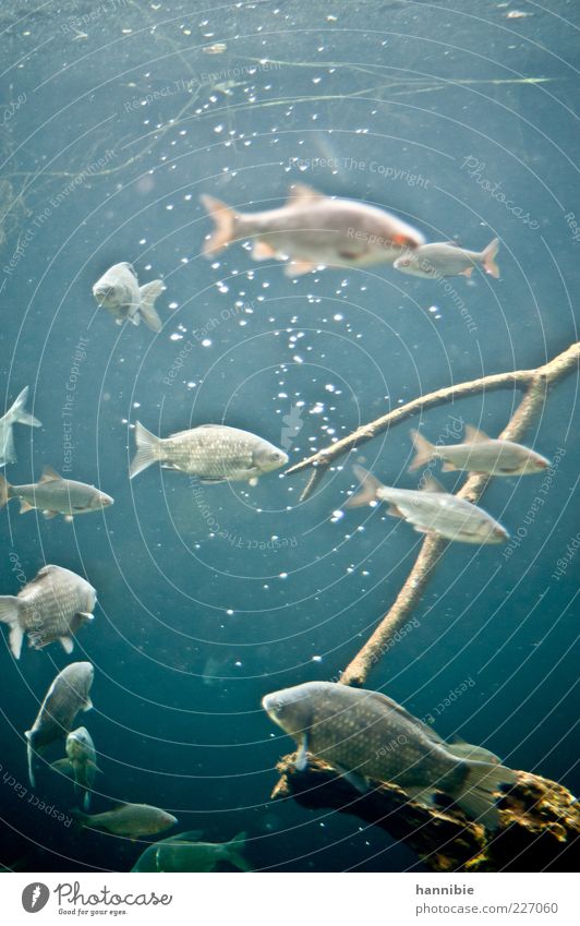 freitags Fisch Umwelt Natur Tier Teich See Bach Fluss Wildtier Aquarium Schwarm blau grau Luftblase kalt Wasser nass Farbfoto Unterwasseraufnahme