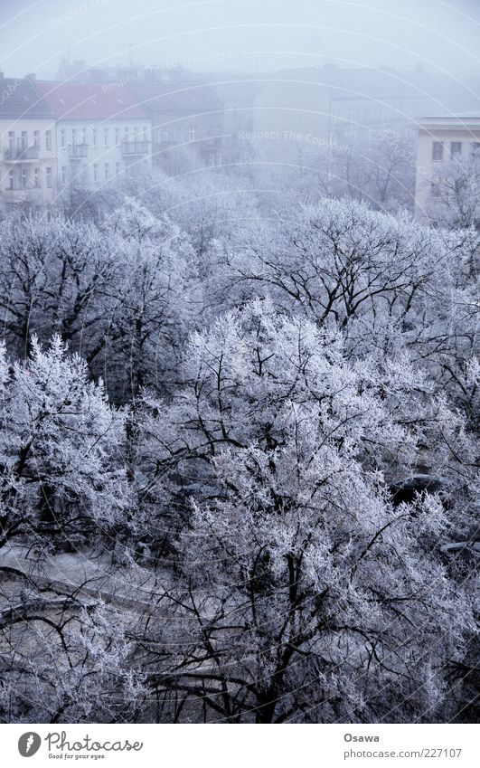 Eisnebel Nebel Wetter kalt Raureif Schnee weiß Baum Ast Baumkrone Stadt Friedrichshain Skyline Gebäude Haus Himmel Winter blau grau dunkel Hochformat