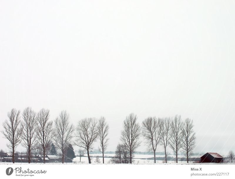 Winterlandschaft Landschaft Wolken schlechtes Wetter Nebel Eis Frost Schnee Baum Dorf Menschenleer Hütte kalt trist weiß Allee Einsamkeit Landwirtschaft