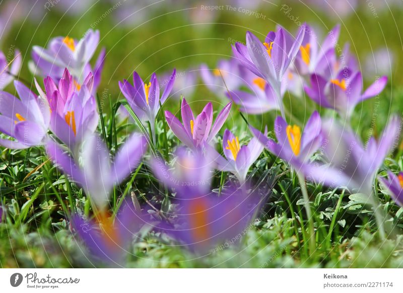 Light purple crocuses on spring meadow. Freude Glück harmonisch Tourismus Ausflug Umwelt Natur Landschaft Pflanze Frühling Blume Gras Blatt Blüte Wildpflanze