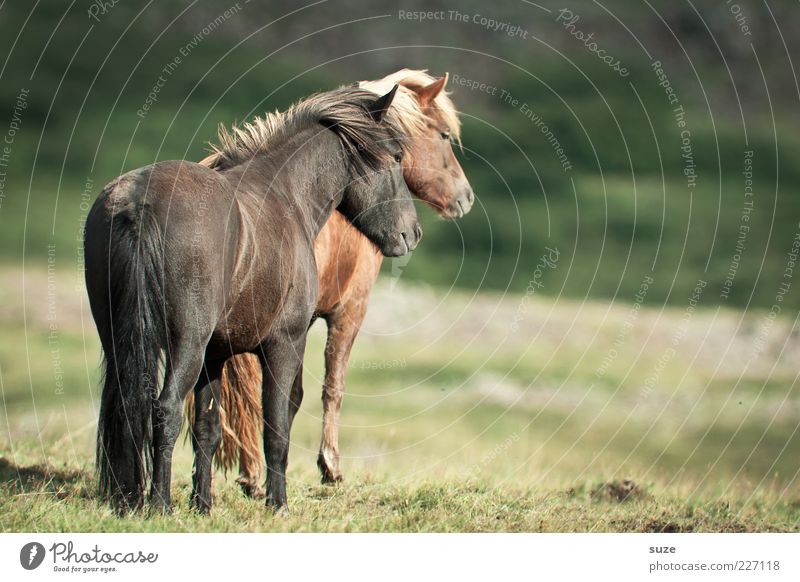 Doppeltes Hottchen Tier Wiese Nutztier Pferd 2 Tierpaar Freundlichkeit natürlich braun Tierliebe Island Ponys Blick Romantik Grasland Schwache Tiefenschärfe