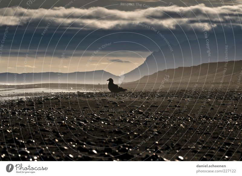 Traumstrand mit Möwe Ferne Umwelt Natur Klima Wetter Küste Strand Meer grau schwarz weiß Horizont Island Skandinavien Lavastrand Gedeckte Farben Licht
