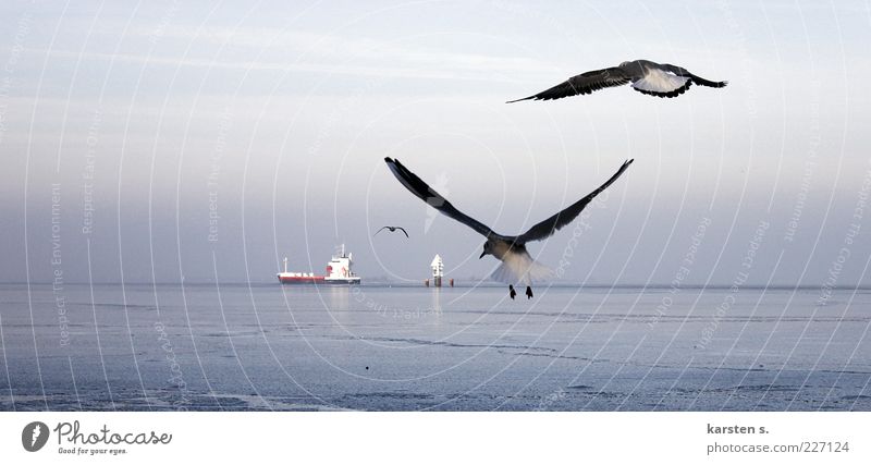 bloß schnell weg.. Wasser Winter Küste Ostsee Schifffahrt Containerschiff Vogel Flügel 3 Tier Tierpaar fliegen frei blau grau beweglich kalt Ferne Außenaufnahme