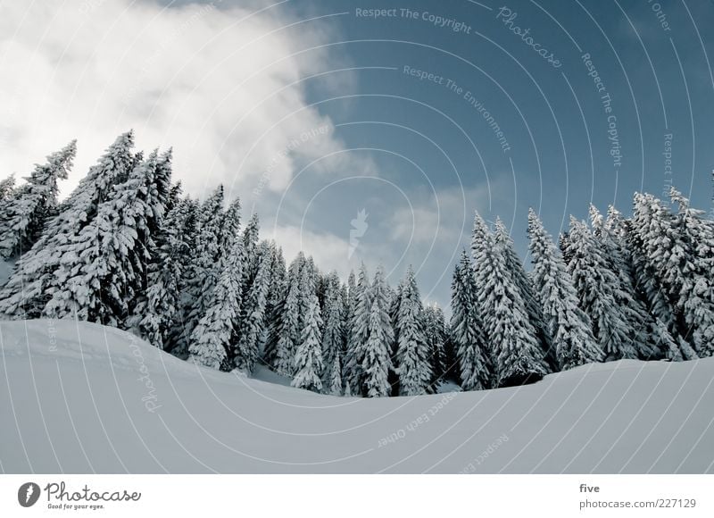 zwei drei bäumchen Skipiste Natur Landschaft Himmel Wolken Winter Wetter Schönes Wetter Eis Frost Schnee Pflanze Baum Wald Hügel Alpen Berge u. Gebirge kalt