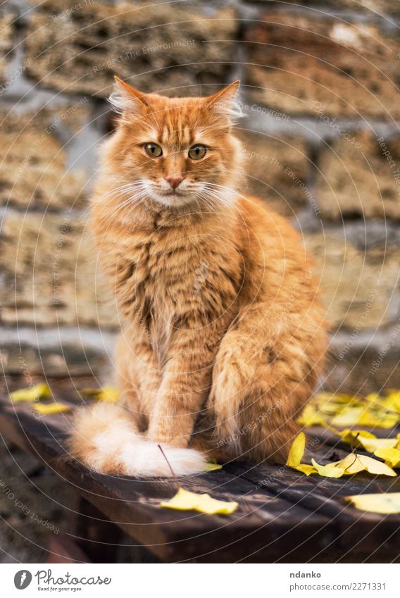 Porträt einer großen roten Katze Natur Tier Haustier 1 Blick niedlich gelb Reinrassig züchten hübsch pelzig Säugetier Katzenbaby reizvoll Hintergrund heimisch