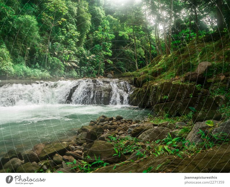 Tropisch exotisch Ausflug Abenteuer Freiheit Natur Landschaft Pflanze Urelemente Wasser Baum Moos Blatt Grünpflanze Wildpflanze Urwald Felsen Flussufer