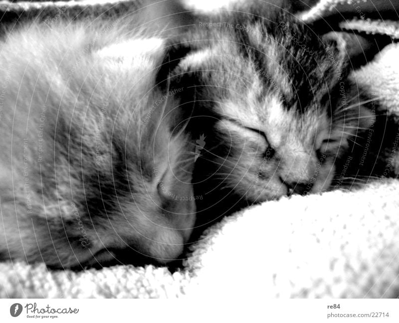 katzenbrüder! Katze grau weiß schwarz Tier Haustier retro süß schlafen gähnen Langeweile träumen Spielen Fell cat Kontrast Müdigkeit animal Ohr Auge