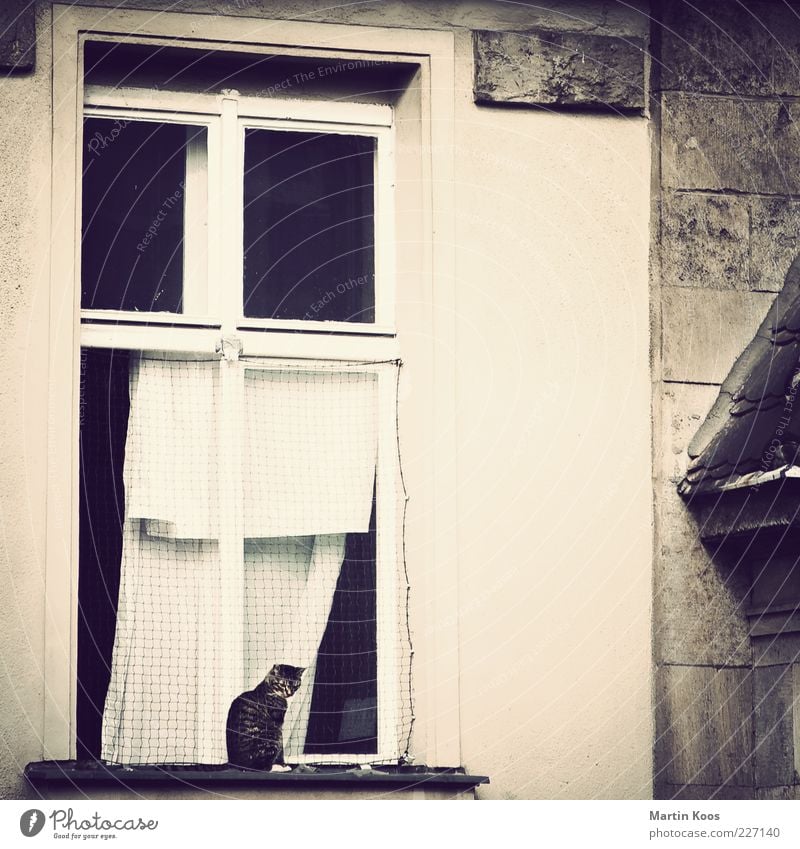 Ausschau Haus Architektur Fassade Fenster Haustier Katze 1 Tier beobachten genießen sitzen warten alt Wachsamkeit Neugier Sehnsucht Einsamkeit geheimnisvoll