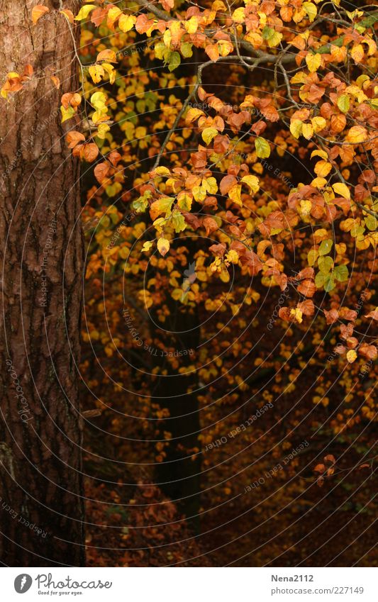 Goldene Krone Natur Herbst Klima Wetter Blatt Wald braun gelb gold Laubbaum Buche Buchenwald Buchenblatt September Oktober Baumrinde Farbfoto Außenaufnahme