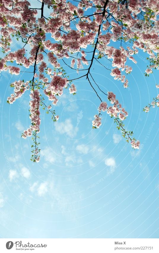 Kirschblüten Natur Pflanze Frühling Schönes Wetter Blüte Blühend Duft Wachstum rosa Frühlingstag Kirschbaum Blütenknospen Zweige u. Äste Farbfoto mehrfarbig